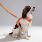 Hundegeschirr-Set – Teddy-Optik – Orange – inkl. Leine