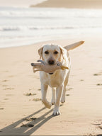 BUDDY. Hundespielzeug aus Leder "Möwe"