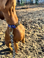 Blueberry Hundehalsband und Hundeleine als Set mit Metallhaken und goldfarbenen Metall-Details auf hellem Hintergrund