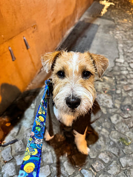 Hundehalsband & Leine Set – Galaxy