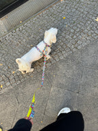 Hundegeschirr Ethnic-Vibrance