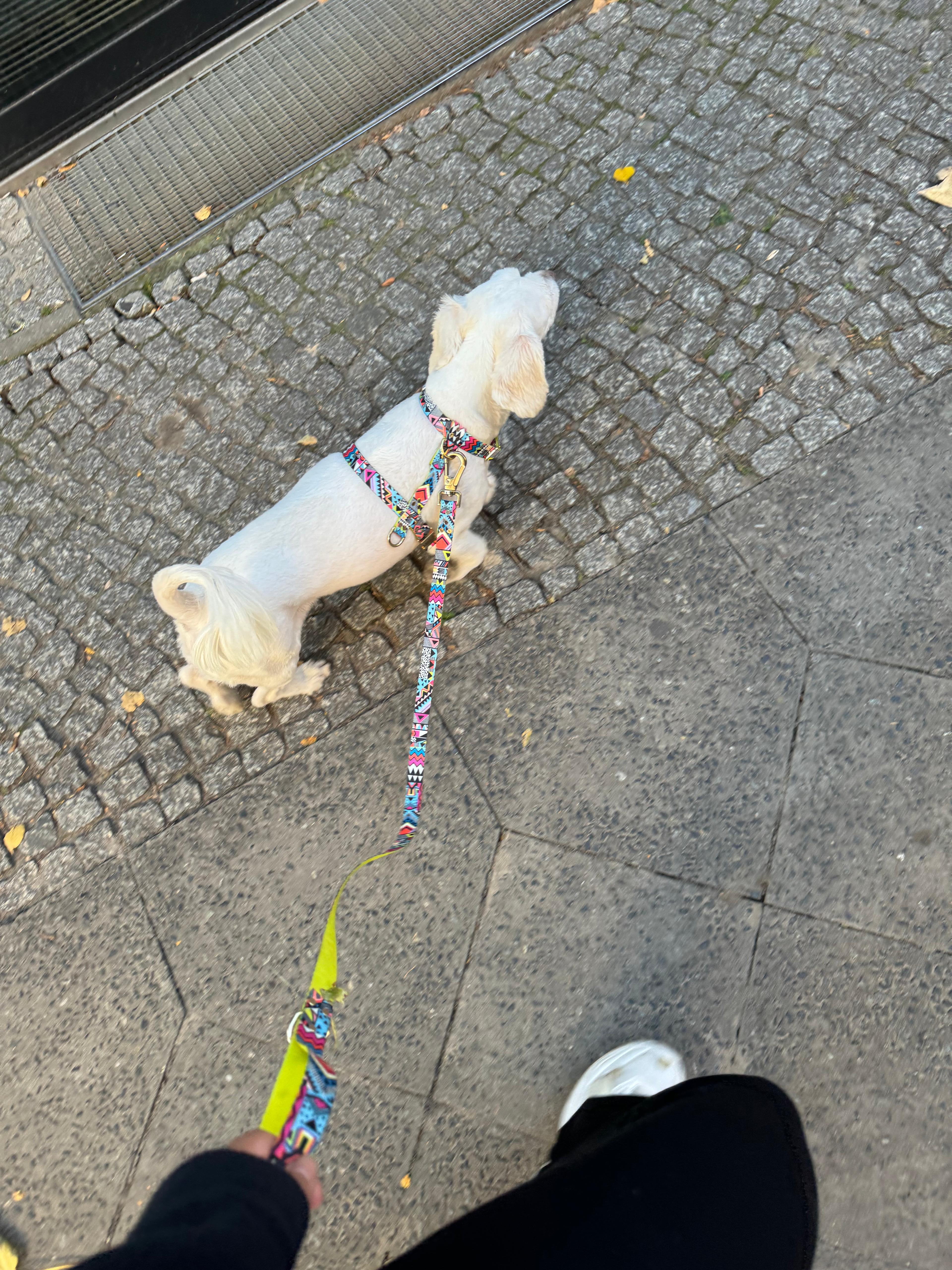 Hundegeschirr Ethnic-Vibrance