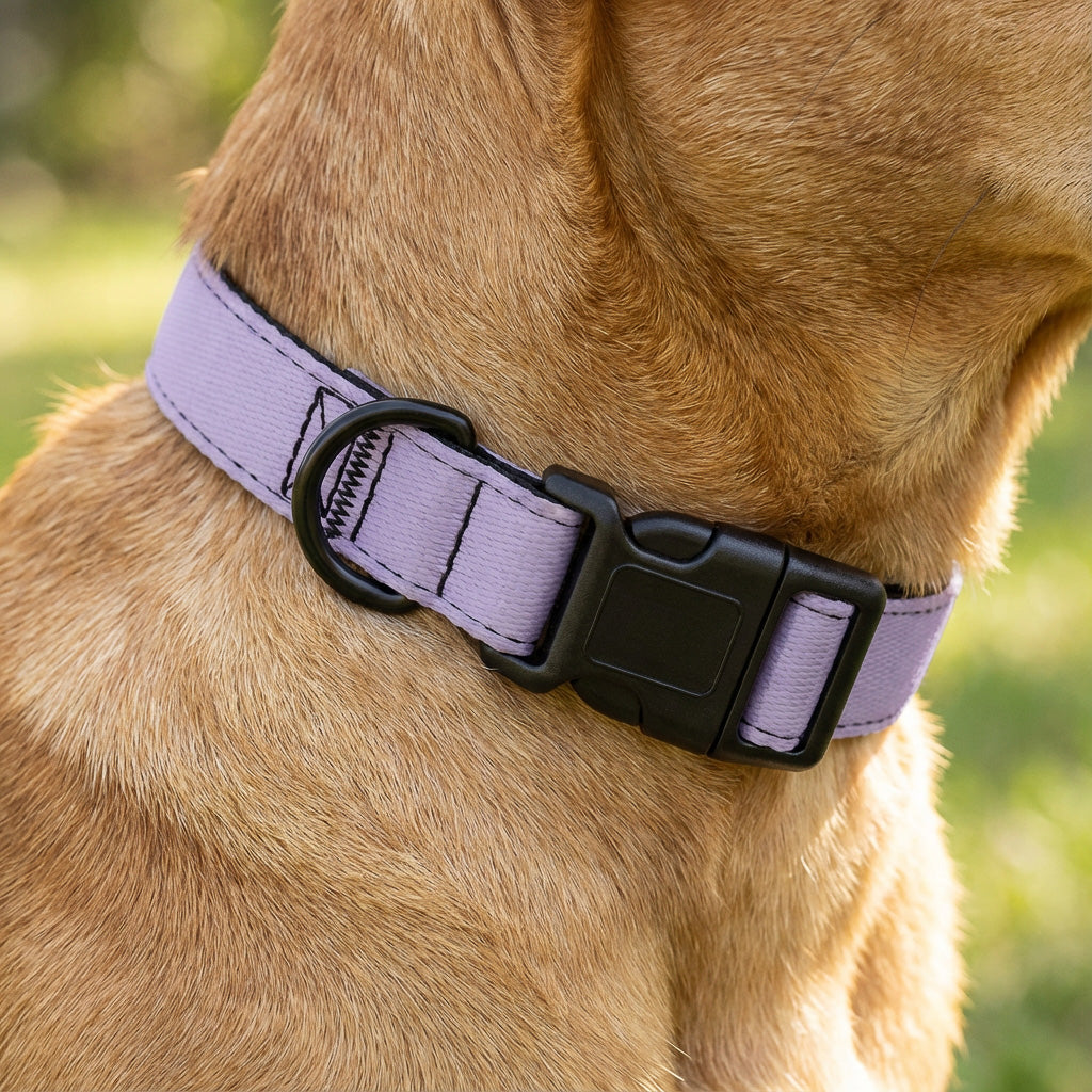 Hundehalsband – Edition 2025 Lavender – verstellbar