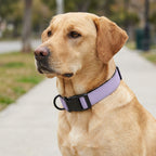 Hundehalsband – Edition 2025 Lavender – verstellbar