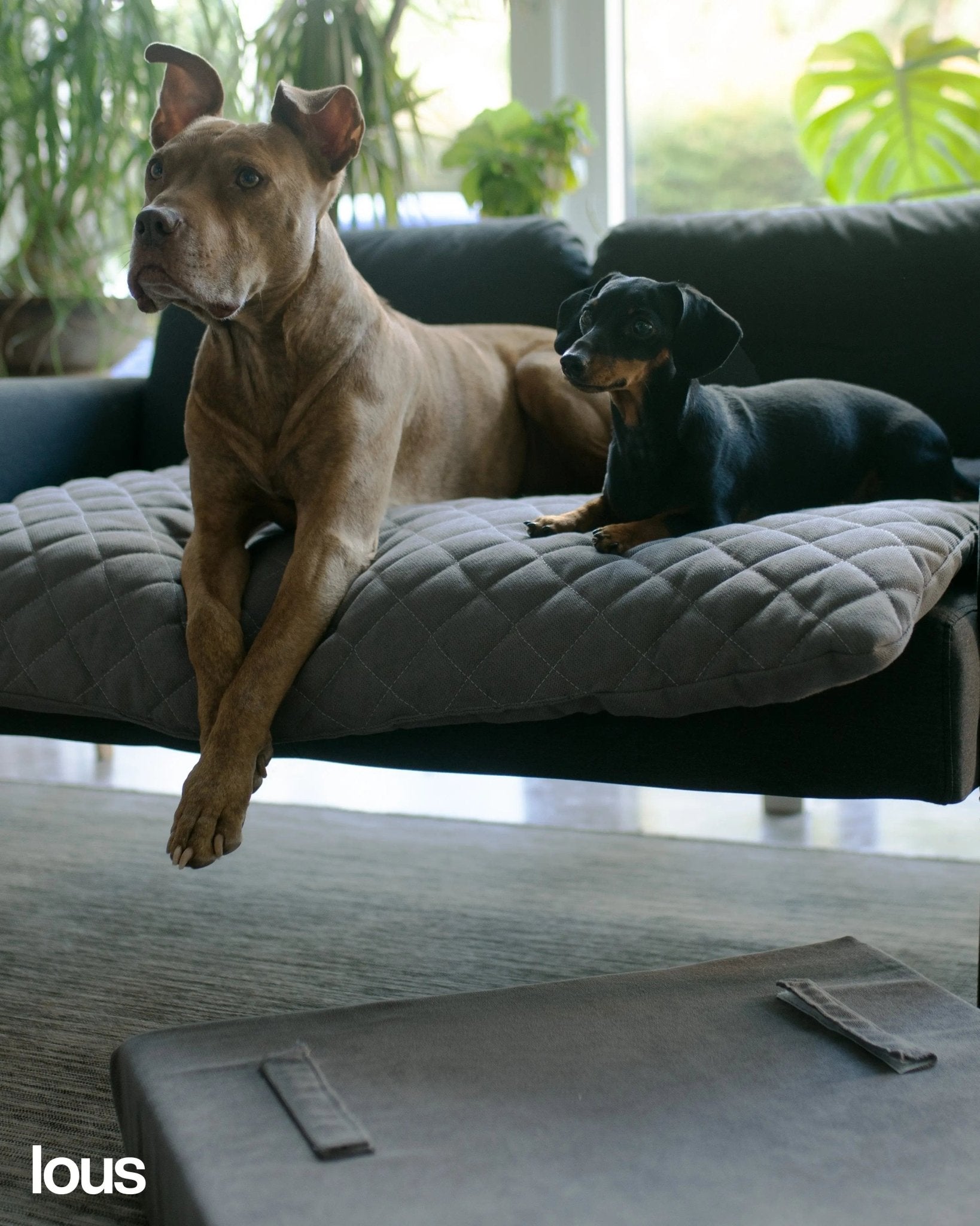 Lous 2 in 1 Hundebett mit abnehmbarem Topper für zu Hause und unterwegs