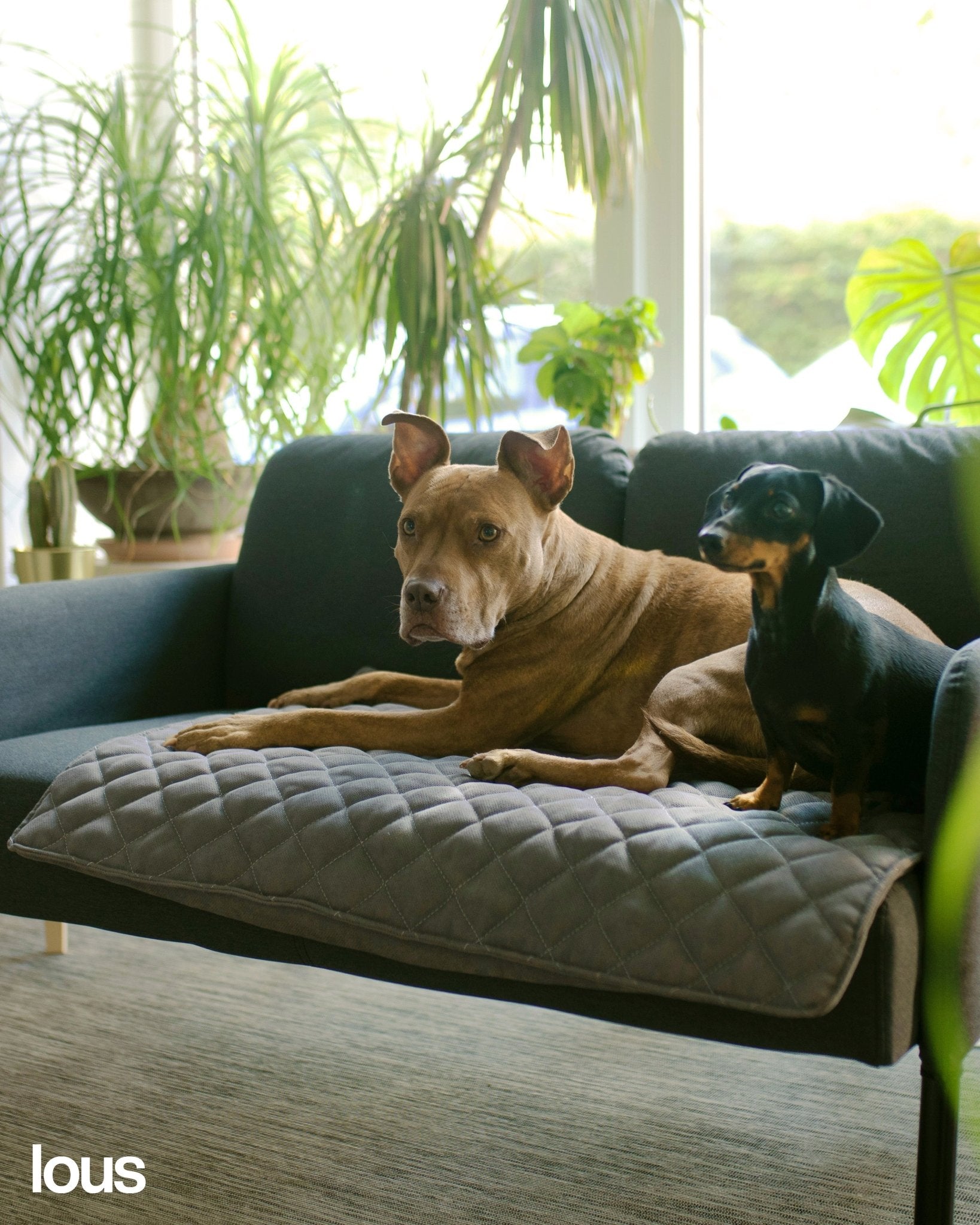 Lou's große und stilvolle Hundedecke