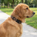 Hundehalsband – Edition 2025 Mocha – verstellbar