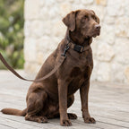 Halsband & Leine Set für Hunde – Edition 2025 Mocha