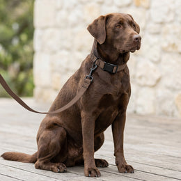 Halsband & Leine Set für Hunde – Edition 2025 Mocha