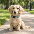 Hundehalsband – Edition 2025 Sage – verstellbar